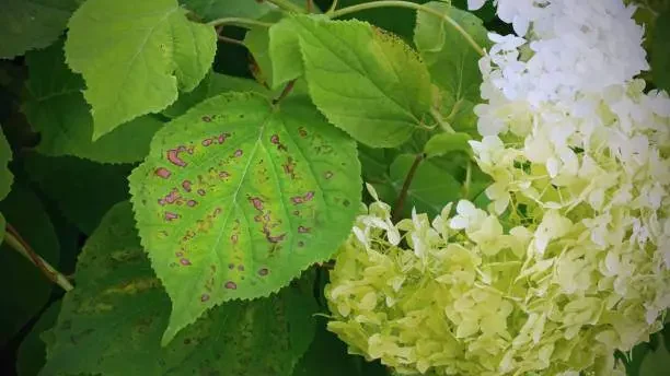 Brown Spots On Hydrangeas - Causes & Treatment 1 Green hydrangea leaves showing distinctive brown spots indicative of possible fungal infection or pest damage, alongside healthy white hydrangea blooms.