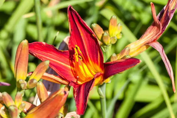 Close-up of a vibrant red daylily with yellow throat.