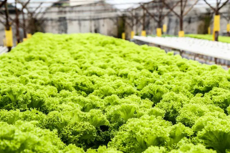 Dense cultivation of frilly green lettuce in a hydroponic farm setup, showing potential yield for business considerations.