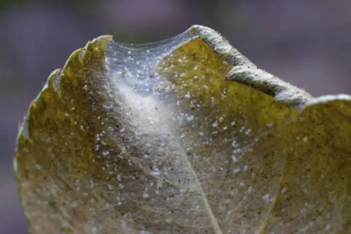 Close-up of a spider mite infestation on a yellowed leaf.
