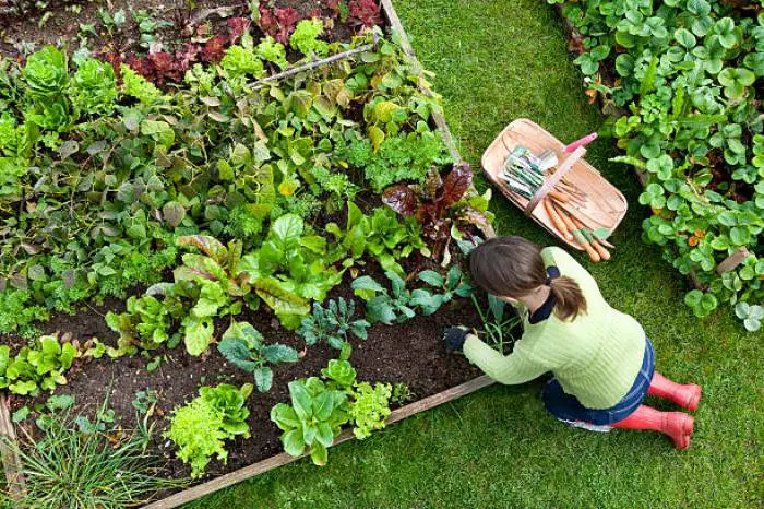 Woman tending to a raised garden bed on grass, with a variety of leafy vegetables and garden tools beside her.