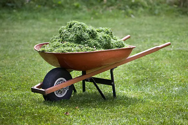 A red wheelbarrow on a lawn with fresh grass clippings in summer.
