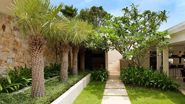 A row of palm trees with textured trunks and long, light green fronds lines a stone wall, accenting a neat garden path.