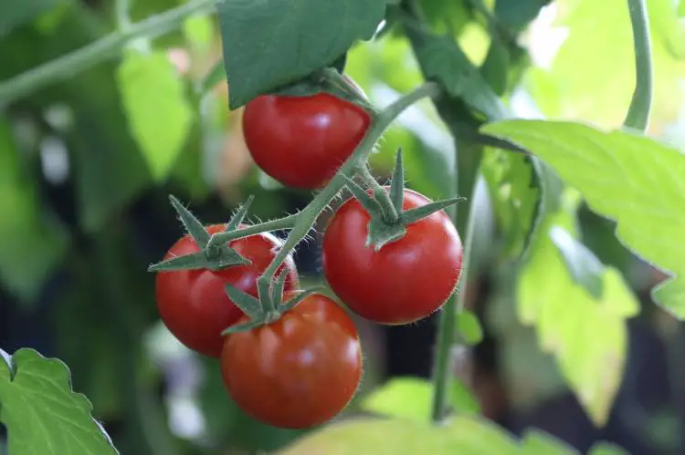 Why Are My Tomatoes Falling Off The Vine