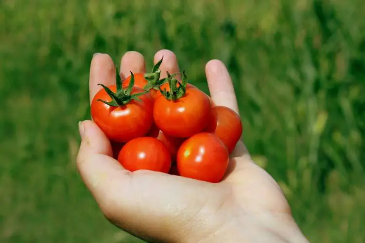 Hand cradling a bunch of small, ripe tomatoes illustrating potential underdeveloped growth.