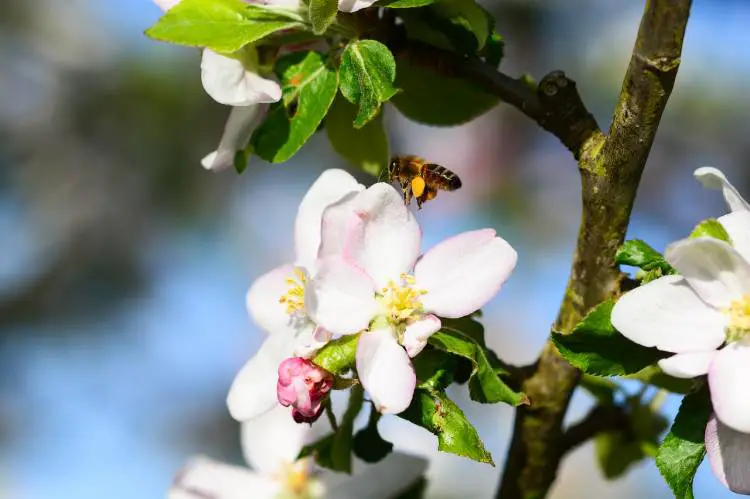 Bee collecting pollen on white apple blossoms.