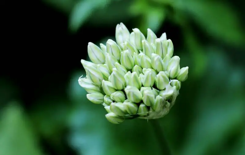 Bud of an allium plant with unopened pale green florets, suggesting a stage before flowering or a blooming issue.