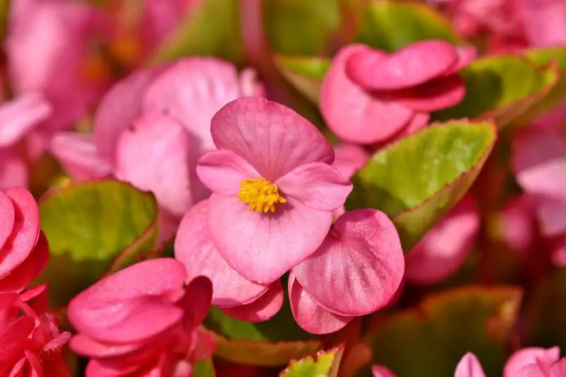 Vivid pink flowers nestled among green leaves, ideal companions for planting with begonias in a garden.