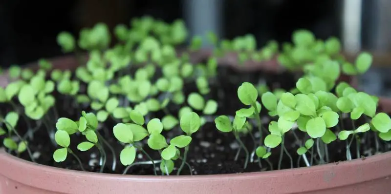 Leggy Lettuce Seedlings – Causes and treatment