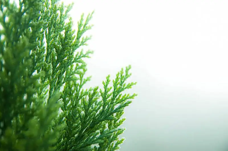 The Ultimate Guide to Topping a Cypress Tree 2 Close-up of a vibrant green cypress tree foliage against a soft white background.
