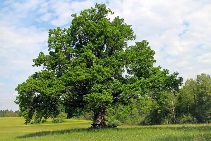 Majestic oak tree with dense green foliage.