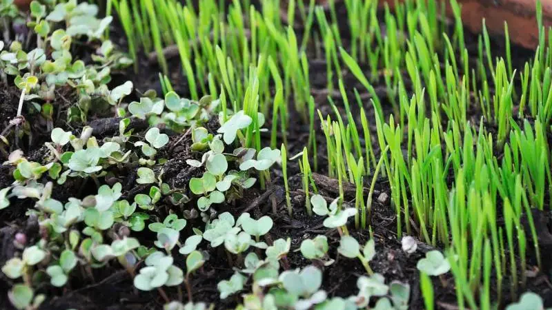 Lush green sprouts thriving in soil, possibly treated with hydrogen peroxide for healthy growth.