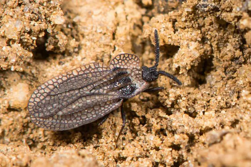Oak lace bug on a sandy surface with detailed wings.