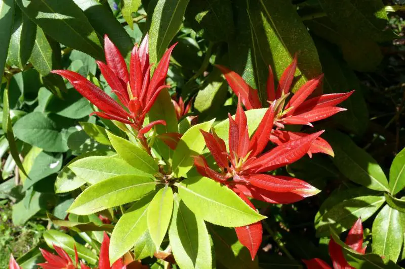 Vibrant red and green leaves of a Pieris plant, indicating new growth in springtime sunlight.