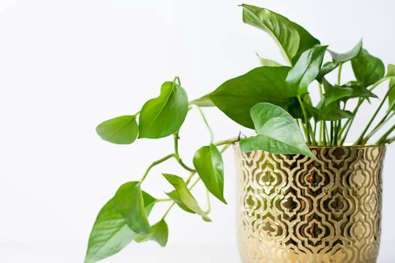 Green pothos plant with heart-shaped leaves in a patterned gold and white decorative pot.