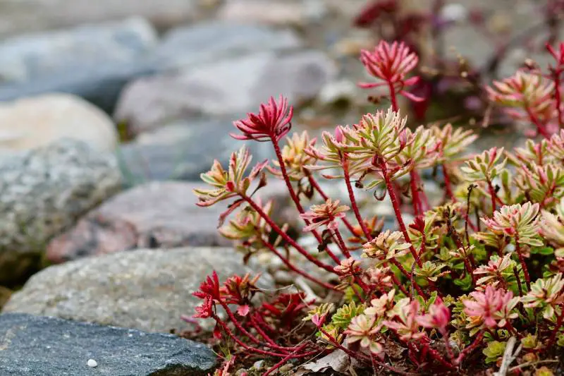 Vibrant succulent leaves with red tips thriving among river rocks, epitomizing hardy plant resilience.