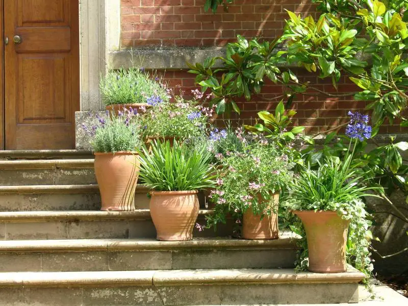 Terracotta pots with an array of herbs and flowers on stone steps, showing how terracotta pots get wet in an outdoor setting.