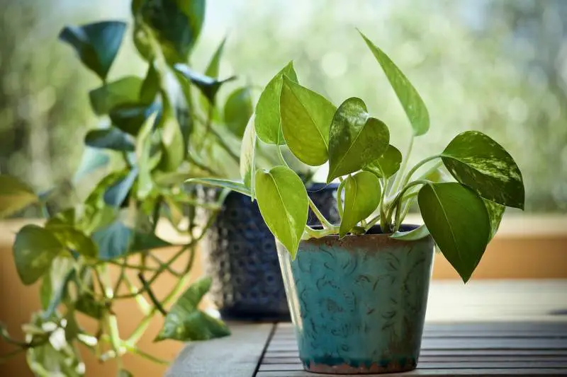 Pothos plant in a blue patterned pot, with its heart-shaped leaves draped over the edge, lacking trailing vines.