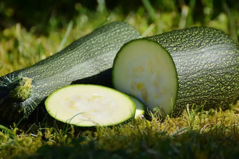 A large zucchini with a sliced piece on the grass, representing a thriving zucchini plant.