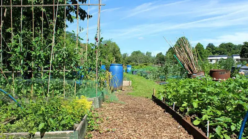 Community garden pathway with an overgrown flower bed, lush greenery, and blue water barrels.