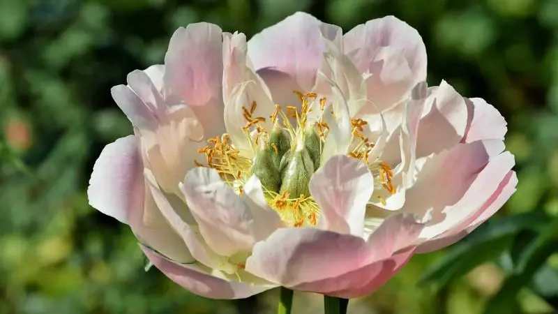 Caring about peonies in fall & winter
