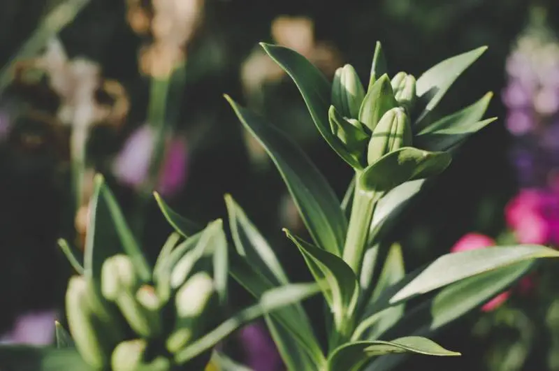 Green tulip buds close-up, not yet flowering, known as tulip blindness, with blurred garden background.