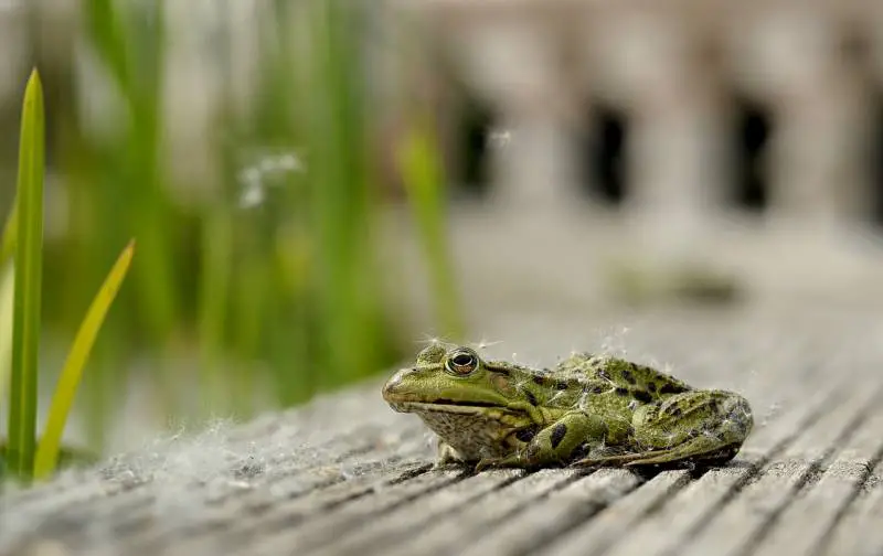 Why are there frogs in my garden
