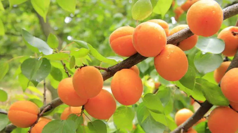 Best 5 Fruit Trees For Alkaline Soil 2 Ripe apricots hanging on the tree, ready for harvesting, thriving in alkaline soil conditions.