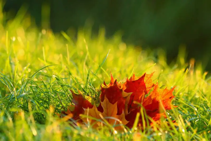 Autumn maple leaves nestled in bright green grass.