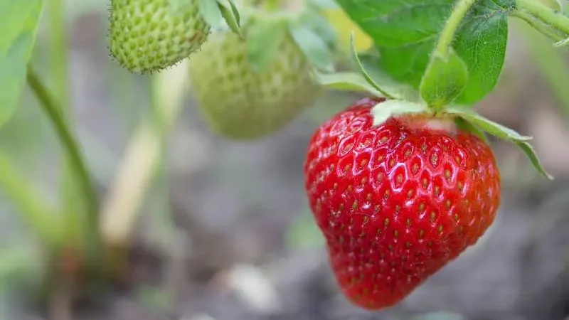 A solitary ripe strawberry hangs prominently among unripe berries, against a soft-focus background.