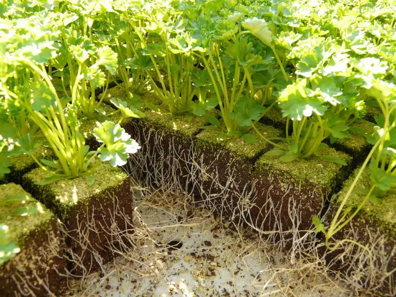 Vibrant green parsley plants with cut roots visible, growing in soil blocks, ready for transplanting.