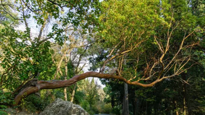 Arbutus Marina Tree Care and Common Problems 1 Arbutus marina tree with smooth, reddish bark, illustrating the need for specific arbutus marina tree care.