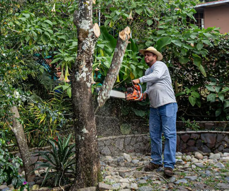 Person using a chainsaw to trim a tree, with sawdust scattering, indicating tree maintenance.
