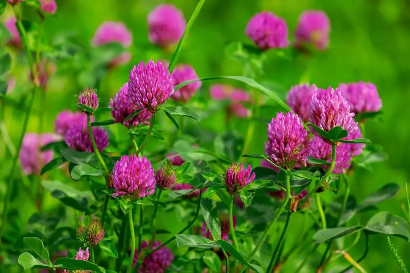 Vibrant clover spread with pink blossoms flourishing amidst lush greenery.
