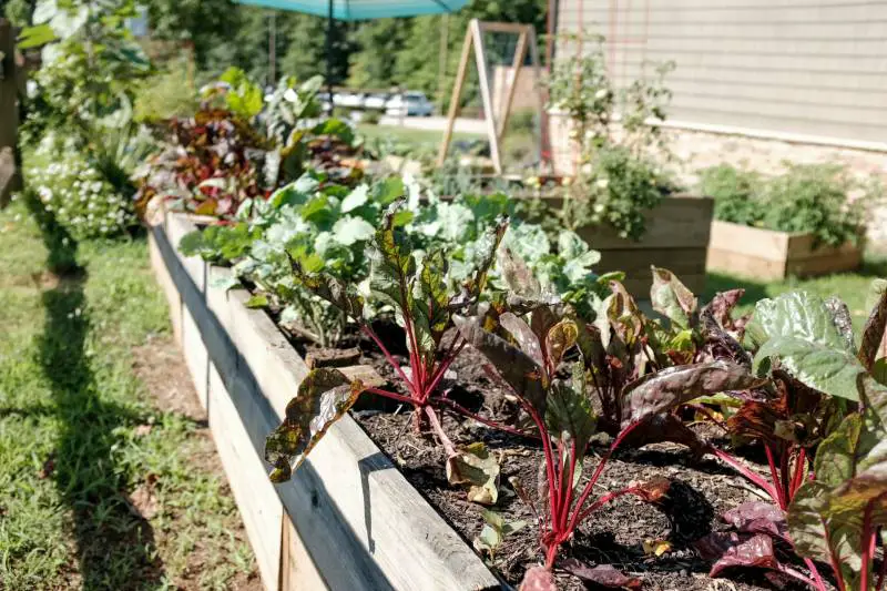 Leafy beet plants growing in a wooden planter box in a community garden, illustrating a guide on filling a planter box.