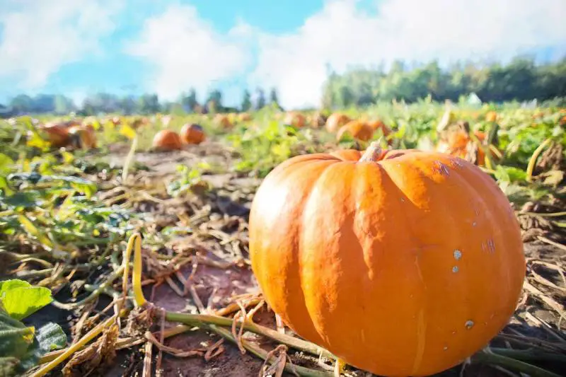 Orange pumpkin ripening in the field with a vine trailing beside it, illustrating a stage in growing large pumpkins with milk techniques.