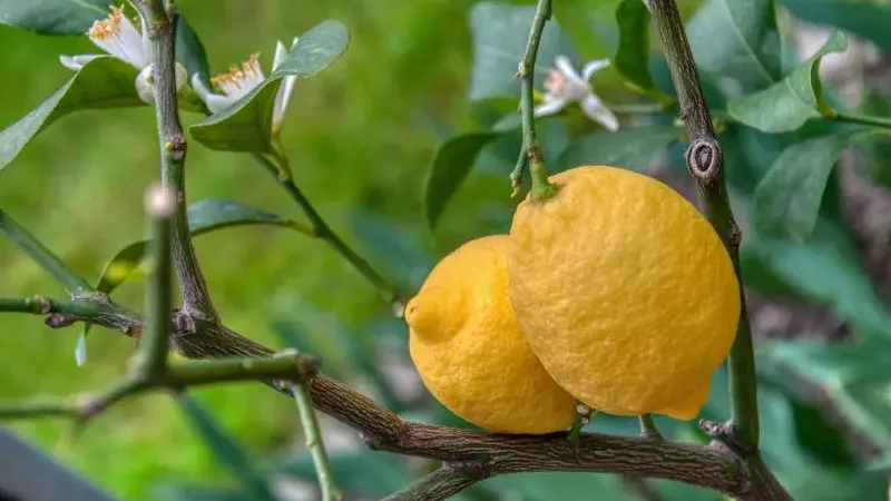 Ripe lemons hanging on a branch, showcasing how a lemon tree branch out with fruit.