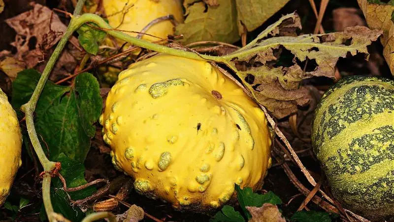 Yellow squash with bumpy texture, alongside another with mottled green patches, indicating varying ripeness and potential spoilage.