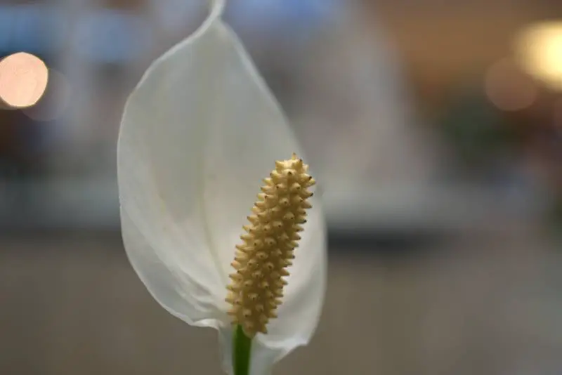 Close-up of a Peace Lily flower against a blurred background, highlighting the health of its Peace Lily Soil.