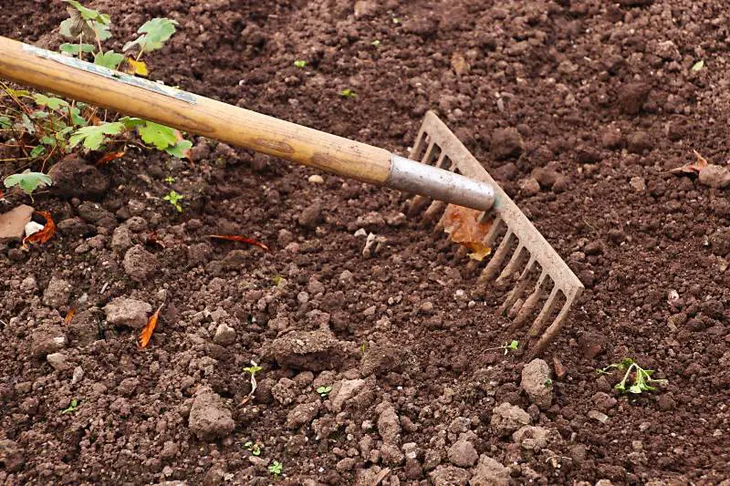Metal garden rake turning over rich, dark soil with scattered leaves and young plants, symbolizing soil preparation.