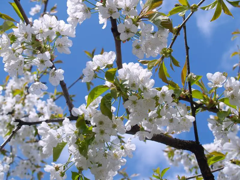 Trees with white flowers signaling new beginnings.