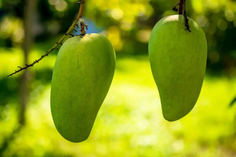 Two ripe mangoes hanging gracefully from a branch, highlighted by the sun against a blurred green background.