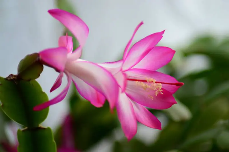 Pink Christmas cactus bloom with visible stamens.