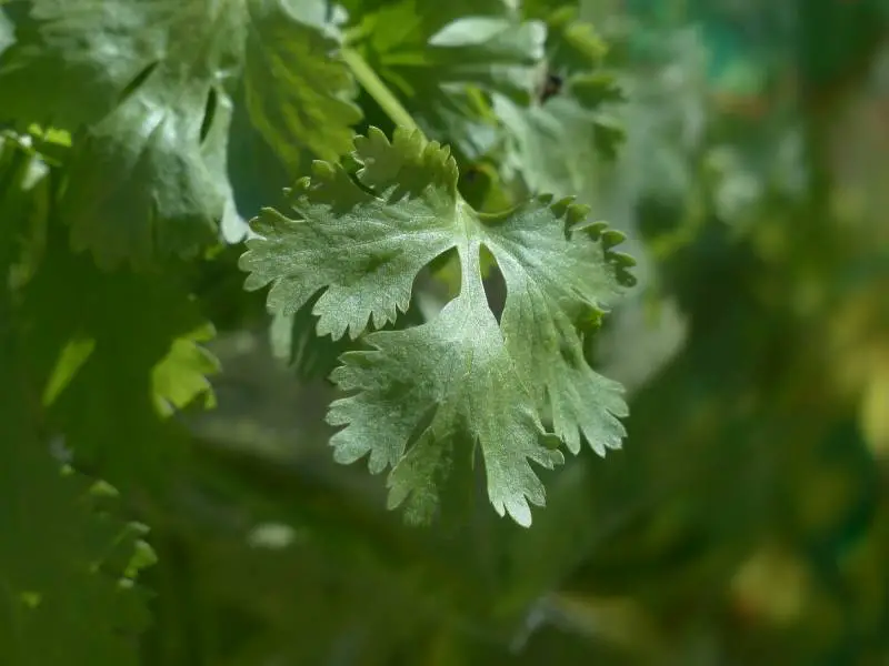 Close-up of healthy cilantro leaves with focus on texture, indicating no signs of the plant dying.