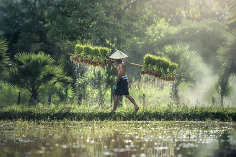 Farmer carrying rice seedlings through a paddy field.