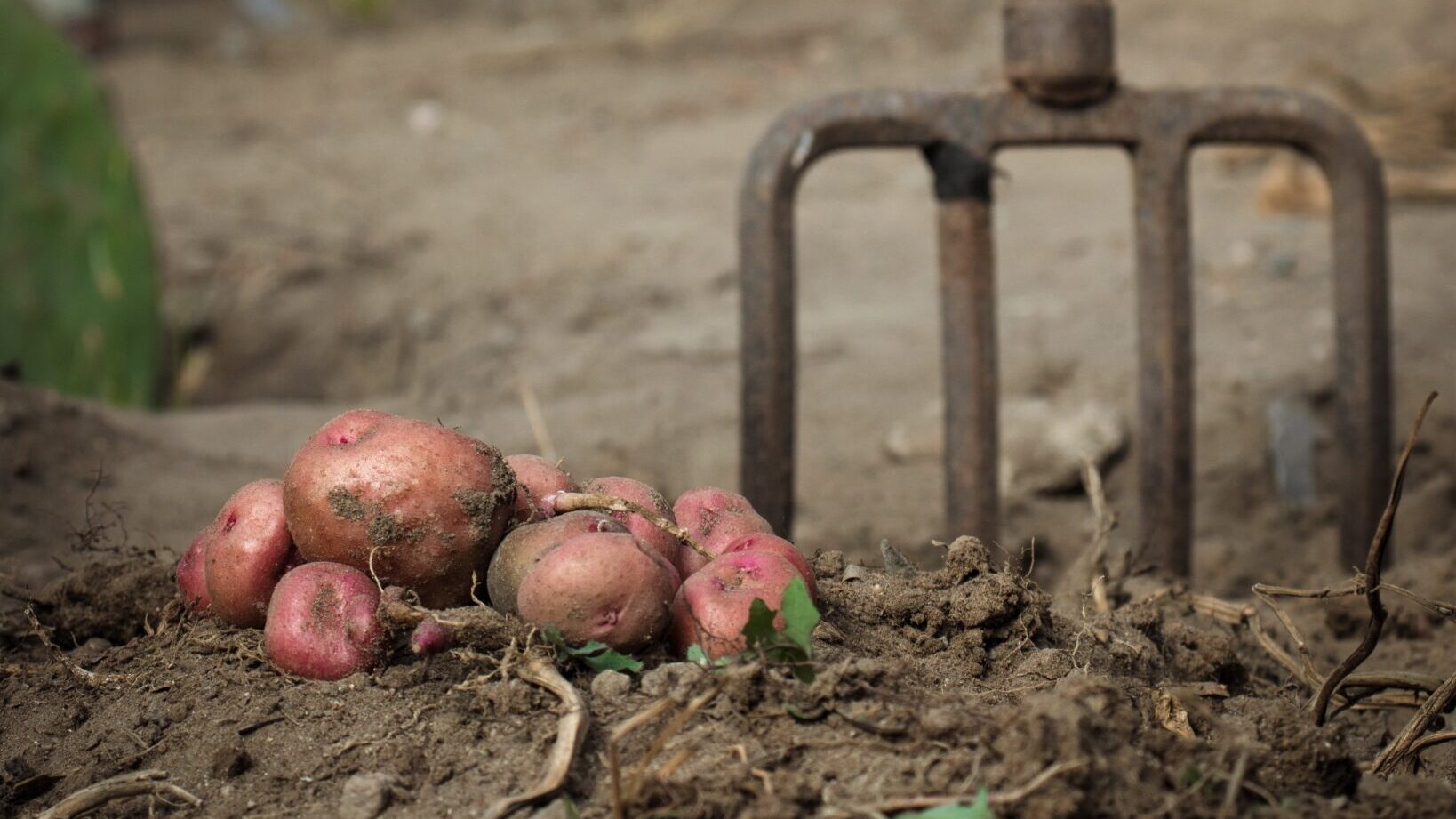 A close-up image of a pile of potatoes stacked on top of each other.