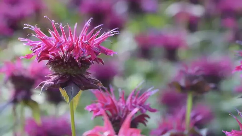 Vivid magenta bee balm flower in full bloom.