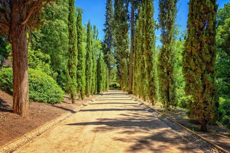 A serene pathway lined with tall cypress trees, illustrating where cypress trees grow naturally, in a sunlit park avenue.