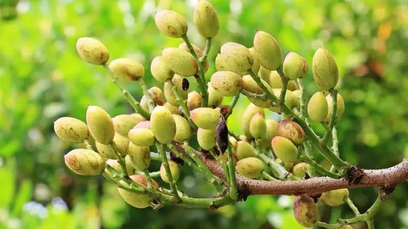 Cluster of young pistachio nuts growing on a tree, detailing the habitat of pistachio trees.