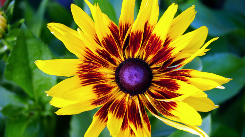 Flowers That Represent Justice 4 Radiant yellow and brown flower with a dark center, echoing themes of justice in bloom.